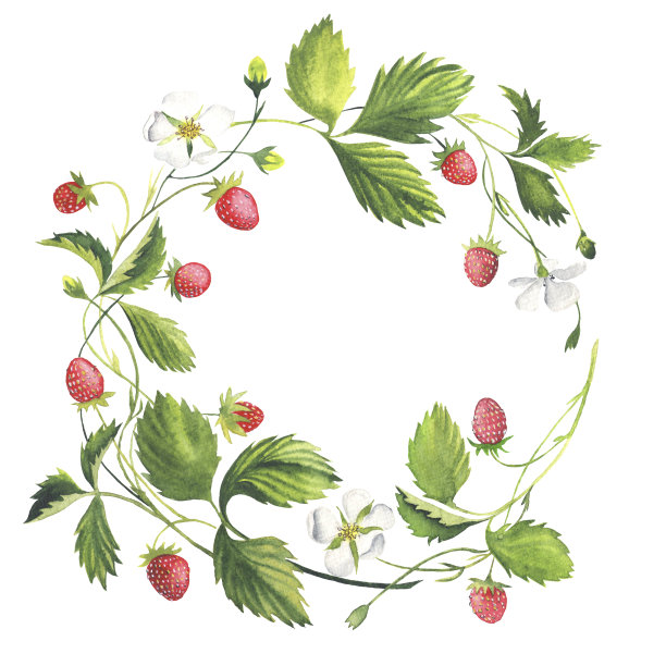 风草莓花环。浆果和花卉花环。水彩。轮架图片下载