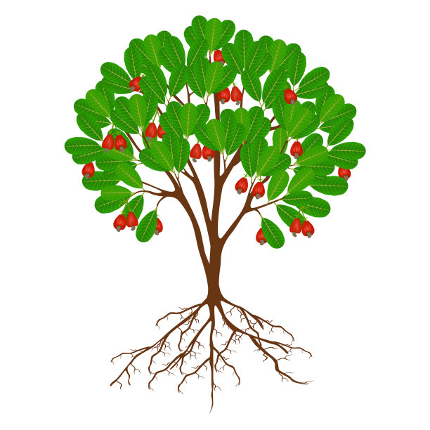 有果实和根的腰果树图片下载