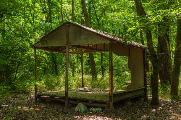 绿色森林里一座老房子的废墟图片下载