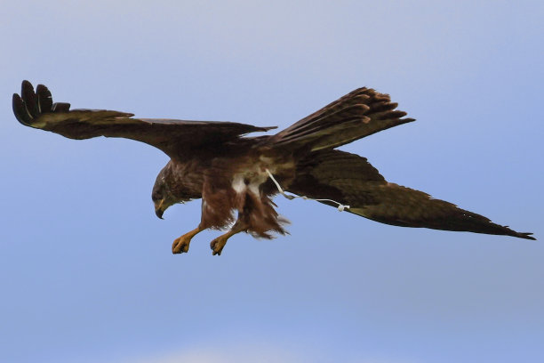 红风筝正在做他的大生意图片下载