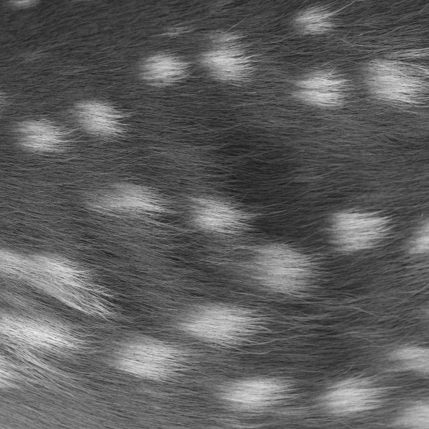 亲爱的或鹿。图片下载