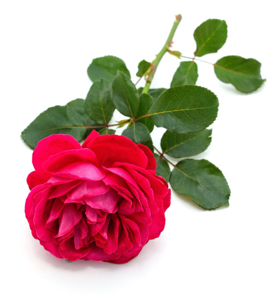 一个红玫瑰。图片下载