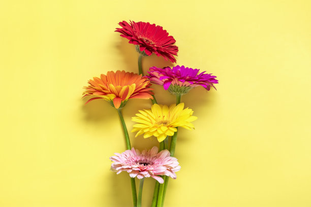 在黄色背景上的非洲菊花束俯瞰平lay节日贺卡快乐的母亲节，3月8日，情人节，复活节概念拷贝空间模拟起来图片下载