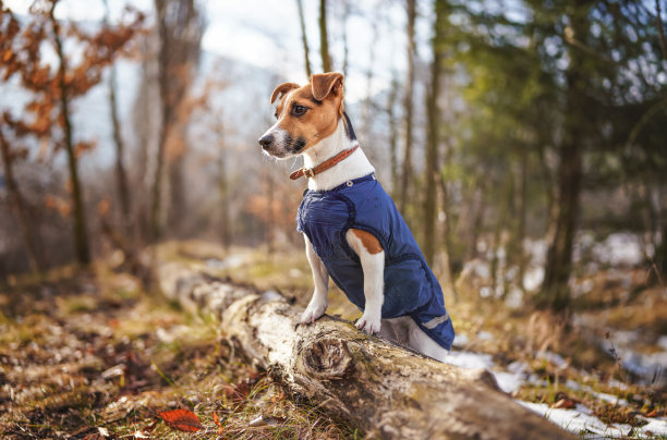小杰克罗素梗在深蓝色的冬季夹克靠在倒下的树与草地和雪补丁，模糊的树木或灌木背景图片下载