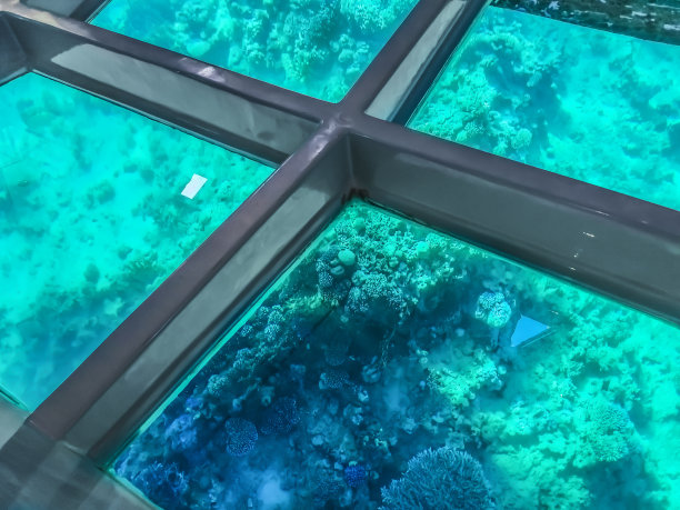 透过透明的船底玻璃看珊瑚礁图片下载