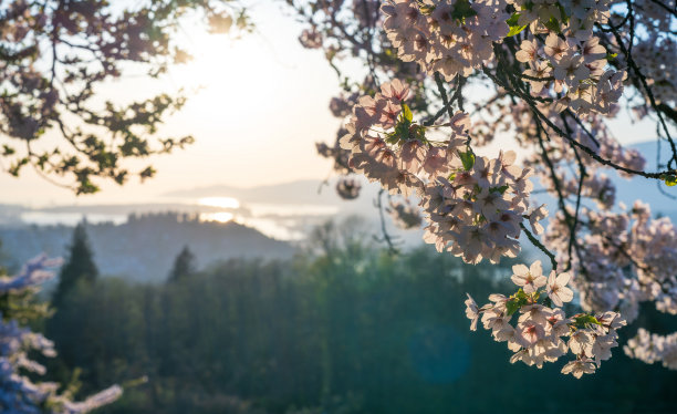 日落时分俯瞰伯拉德湾的上臂。樱花盛开。图片下载