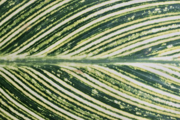 的叶子图片下载