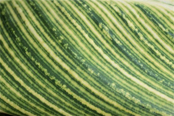 的叶子图片下载