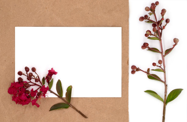 模板与明信片和空白的牛皮纸和白色的背景与红花的分支，模板的假期和婚礼设计，平坦的铺设，俯视图图片下载
