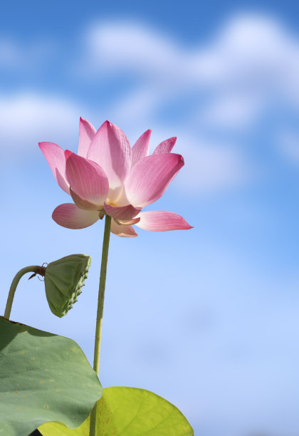 低角度的粉红印度莲花与绿叶对模糊的蓝天背景图片下载