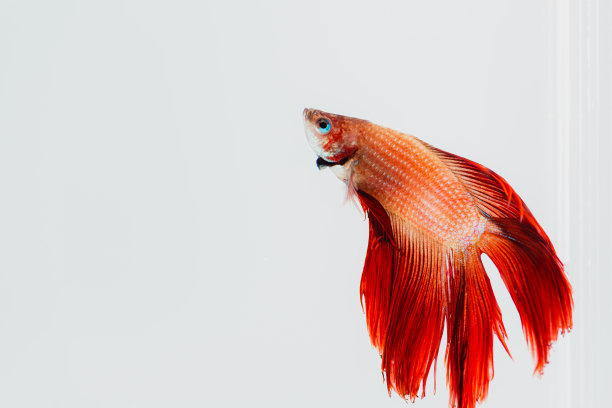 水平格式的全身照片的红色斗鱼与蓝色眼睛孤立从右向左看在图像的右手边与白色背景图片下载