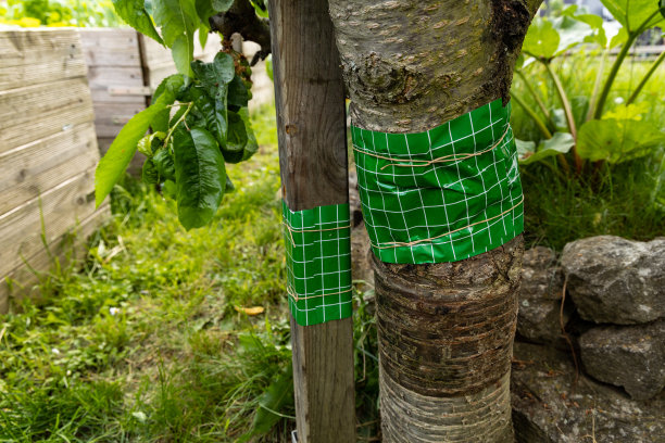 在花园里的雪利酒树周围粘一个圆环图片下载