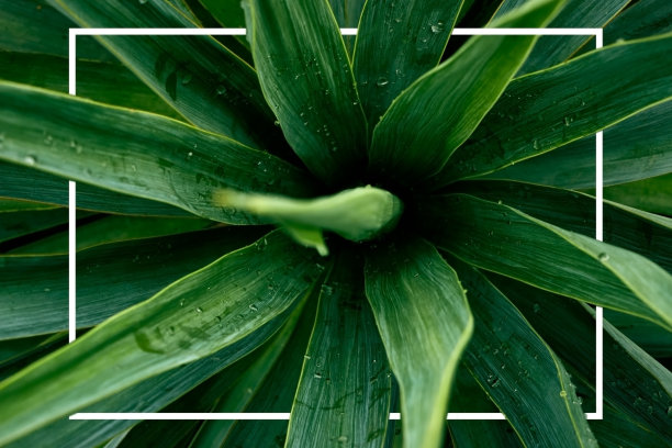 背景与白色框架的设计。丝兰属植物的深绿色多汁的叶子从以上观点。空间的文本。图片下载