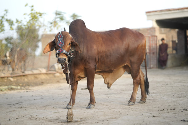 漂亮的奶牛正站在市场上待售图片下载