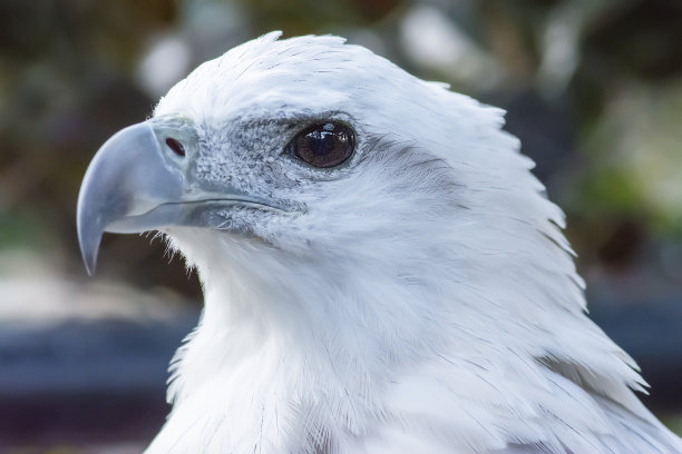 老鹰，猎鹰，鹰类鸟类靠近点图片下载