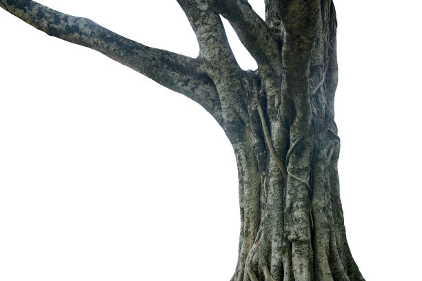 树干孤立在白色背景。它有剪切路径。图片下载