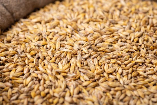 大麦在亚麻麻袋收获后的特写图片下载