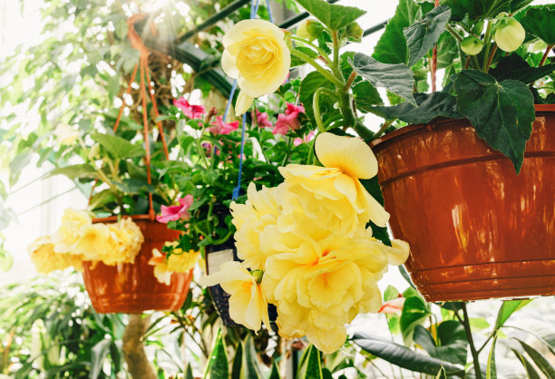 黄色的秋海棠。在市场上卖花和植物图片下载