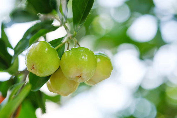 泰国针叶樱桃上三。选择;焦点;巴巴多斯樱桃;Malpighia emarginata;高维生素。针叶水果。图片下载