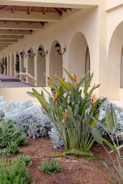 酒店门口的植物图片下载