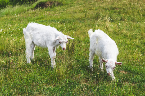 一对小白羊在绿色的草地上吃草。农业的概念。夏天的风景,牧场。在草地上吃草。图片下载