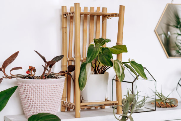 明亮真实的家庭内部。带有室内植物和装饰品的货架。家庭园艺，城市丛林，生物设计。图片下载