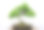 盆景树特写图片下载