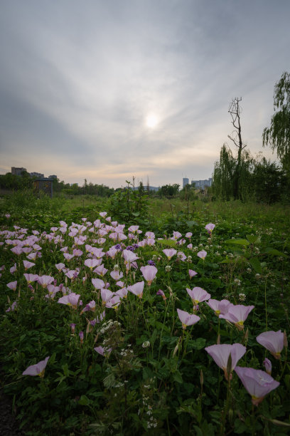 黄昏的草地和河流图片下载