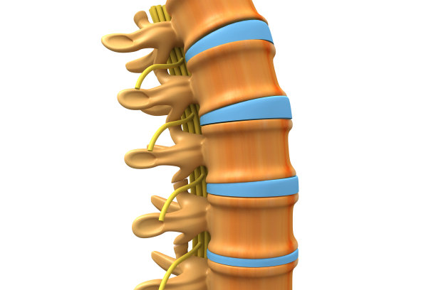 人体脊柱解剖。三维演示图片下载