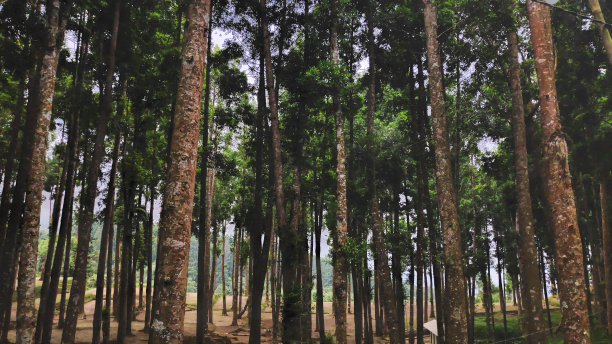 雾中绿林，森林全景景观图片下载