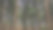 雾中绿林，森林全景景观图片下载