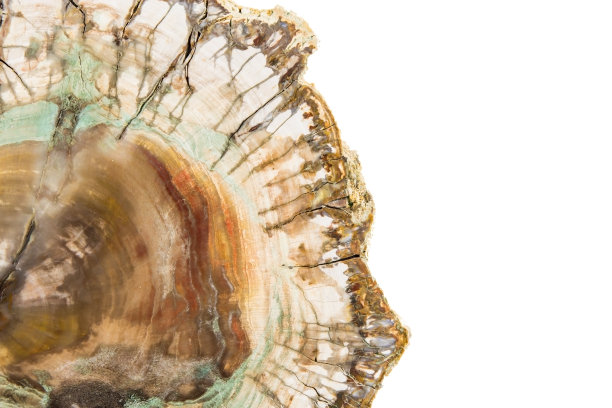 白色背景上的一段石化的树图片下载