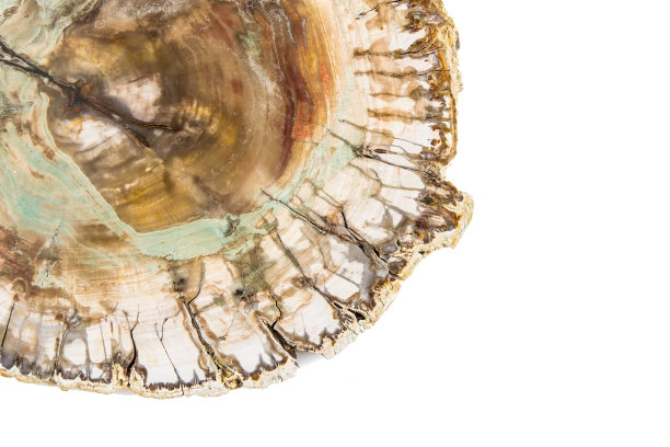 白色背景上的一段石化的树图片下载