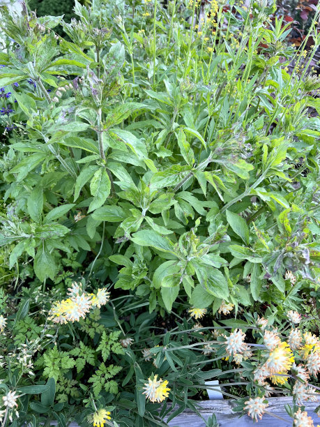 在栽培的植物床上种植的药草图片下载