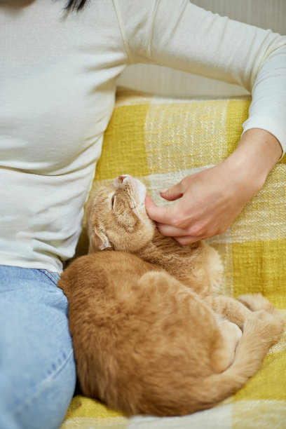 一位面目全非的年轻女子带着一只可爱的姜黄色苏格兰猫在家图片下载