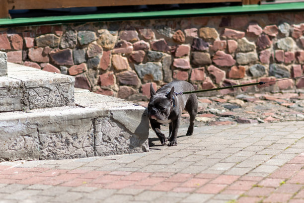 法国斗牛犬，在城市里，用皮带拴着。图片下载