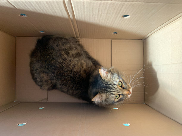 猫坐在大箱子里图片下载
