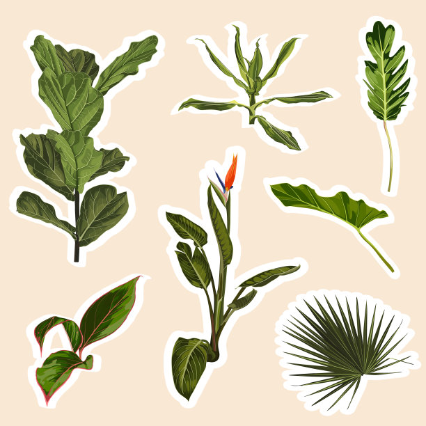 一套热带棕榈叶的贴纸和图标图片下载