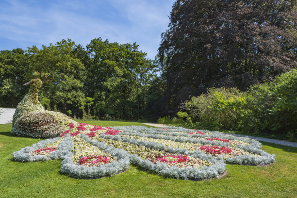 花做的孔雀图片下载