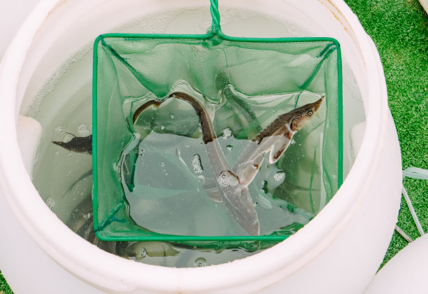 用网煎小虾。然后把鱼苗放进河里。河流生态恢复图片下载