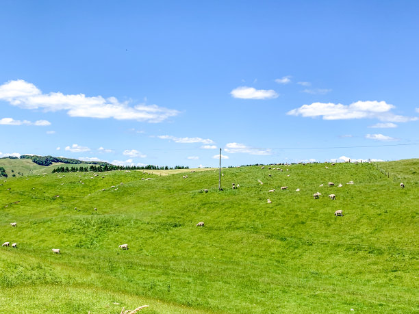 新西兰怀奥塔普国家公园附近怀曼古路的绿色农场里，一群羊在吃草图片下载