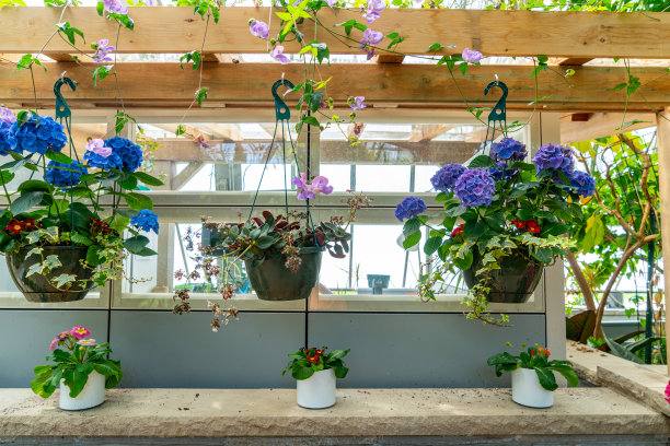 蓝色绣球花在百年公园温室，伊托比克，加拿大。图片下载