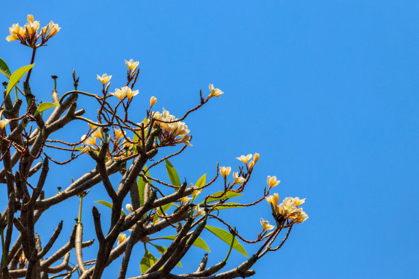 美丽的盛开的鸡蛋花树，又称鸡蛋花和寺庙树图片下载