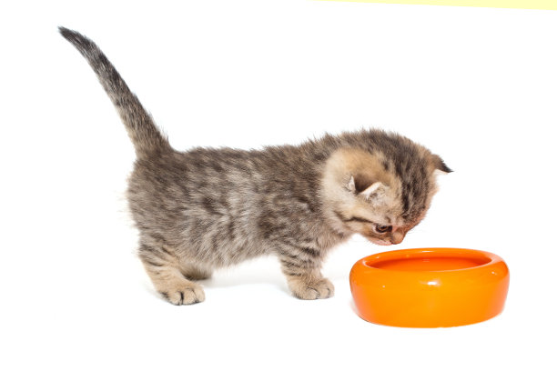 一只小苏格兰折耳猫从橙色的碗里吃食物图片下载
