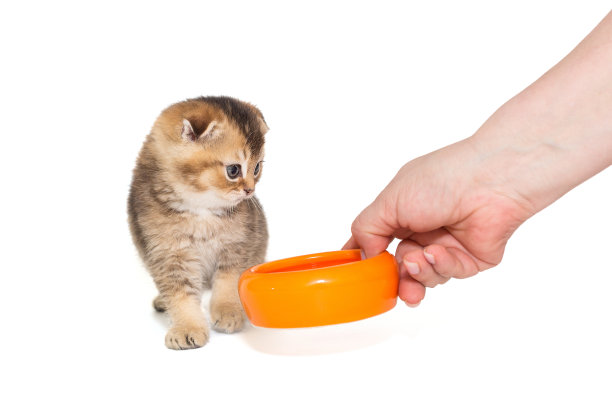 女人的手给一只小苏格兰折耳猫喂食图片下载