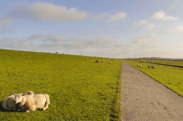 羊在堤上图片下载