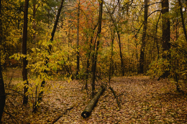 在一片秋黄森林的灌木丛中，一根老木头躺在树中间的落叶上图片下载