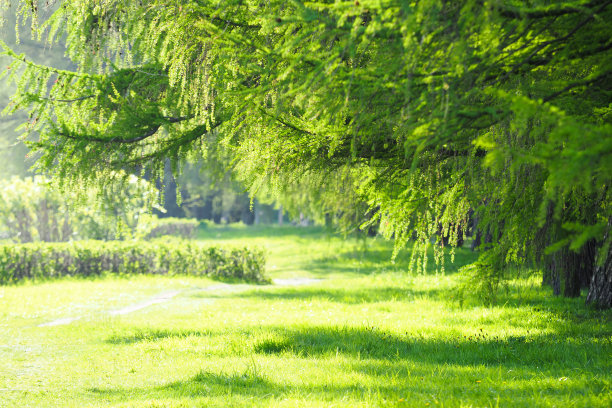 草地被阳光照亮，周围是欧洲落叶松或落叶松林在春天，绿色的叶子图片下载