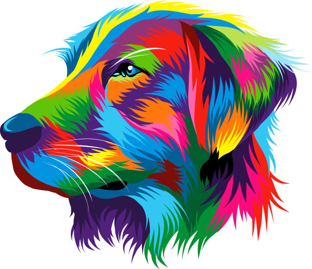 金毛猎犬的头部肖像图片下载