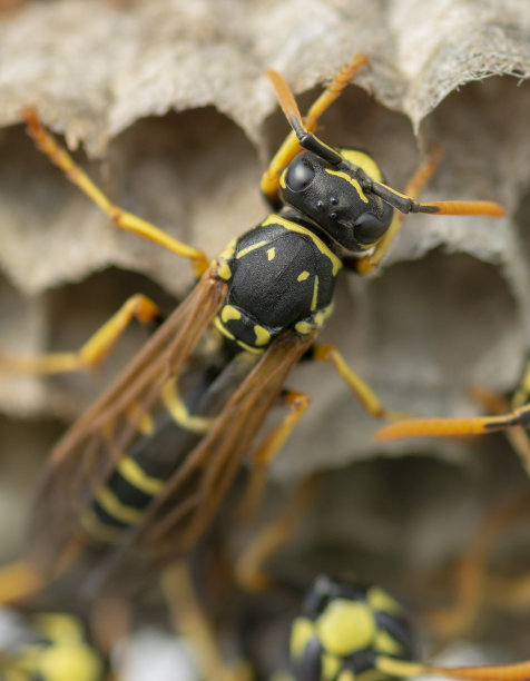 欧洲黄蜂(德国黄蜂)正在筑巢建立新的殖民地。图片下载